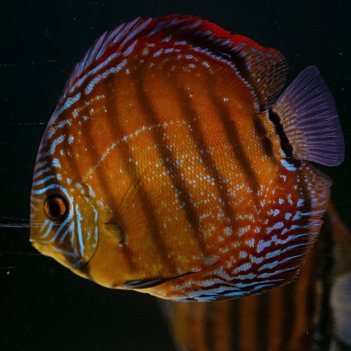 Barra Mansa Semi Royal 1