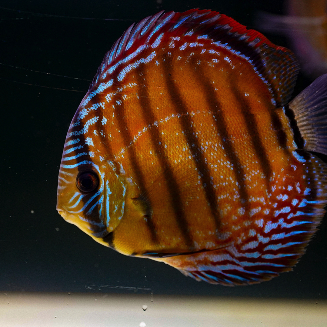 Barra Mansa Semi Royal 7