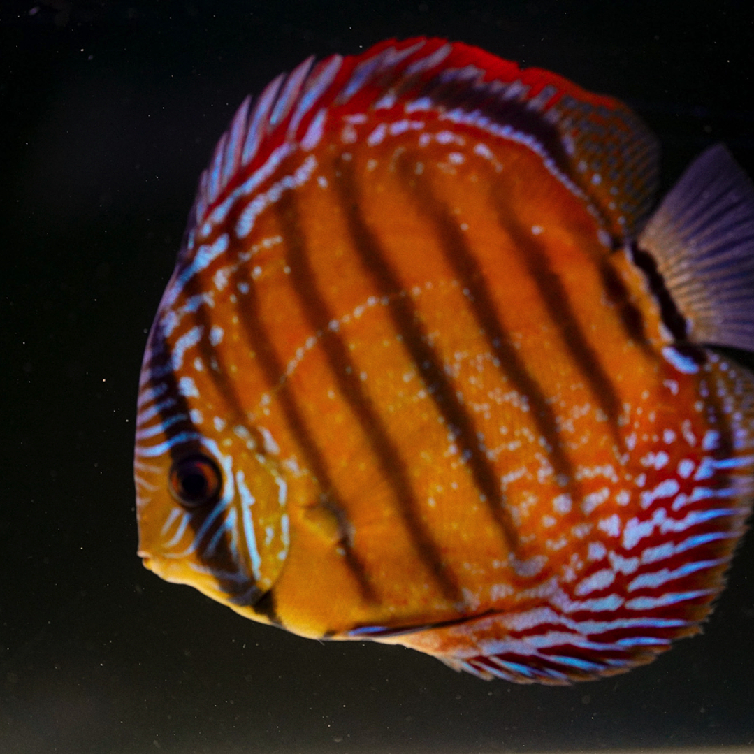 Barra Mansa Semi Royal 14