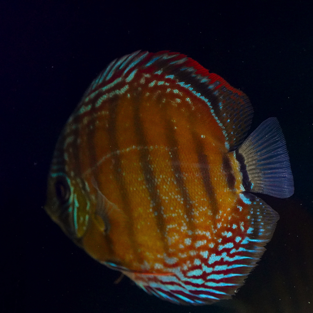 Barra Mansa Semi Royal 12