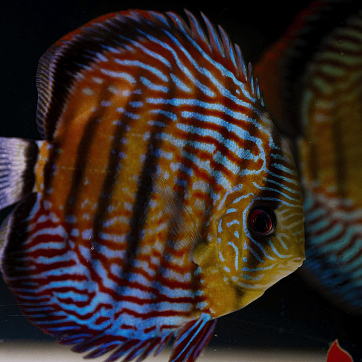 Semi Royal Inanú  1