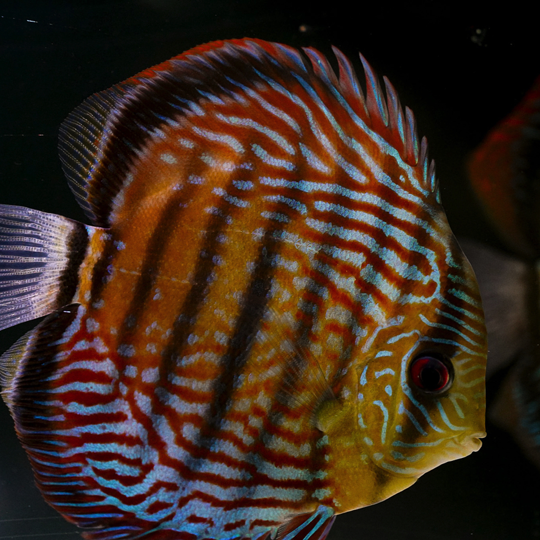 Semi Royal Inanú  5