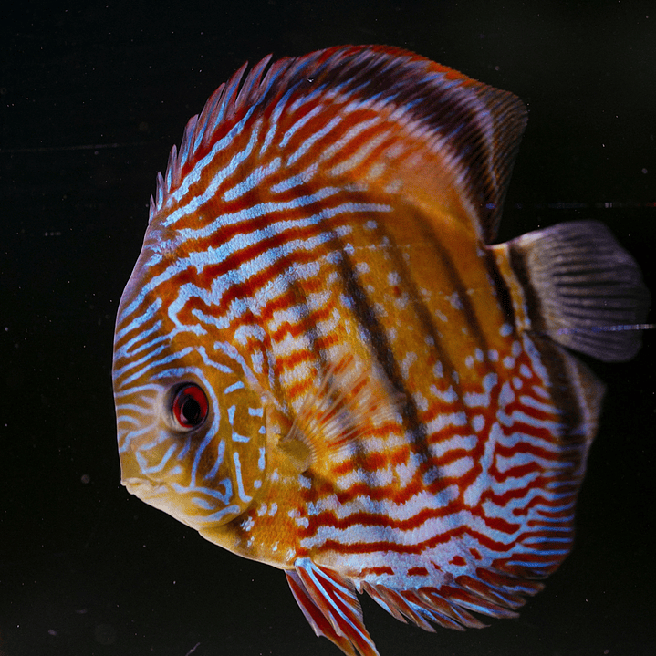 Semi Royal Inanú  12