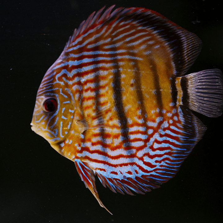 Semi Royal Inanú  14