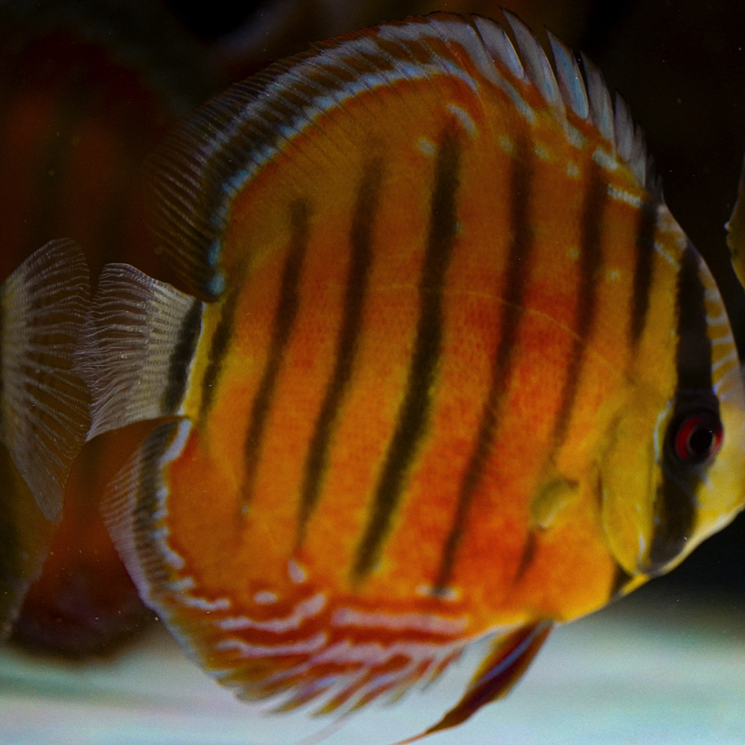 Red Solid Óbidos 10