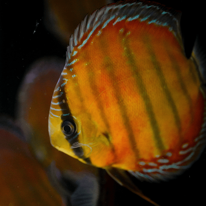 Cuipeua Red Solid 11