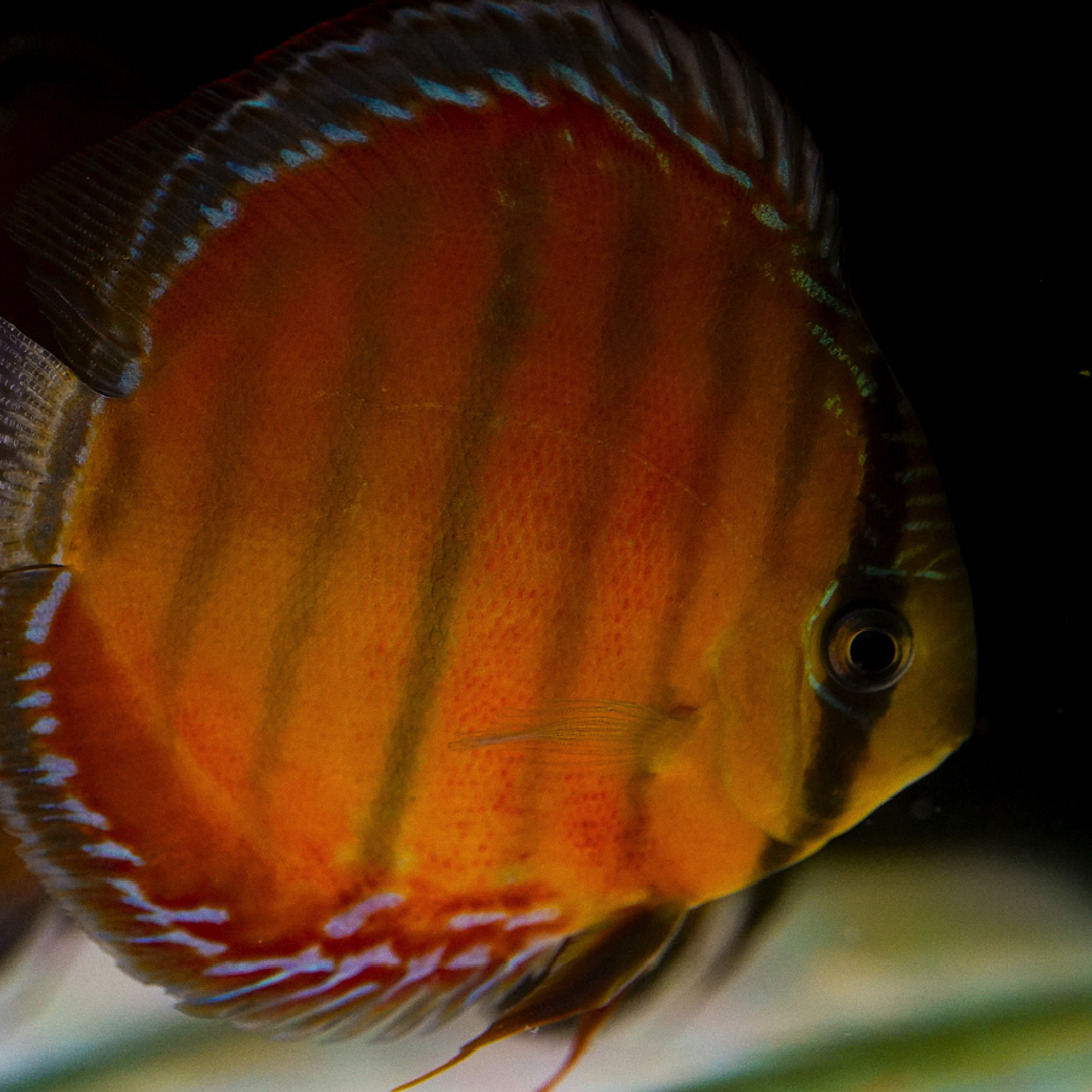 Cuipeua Red Solid 12