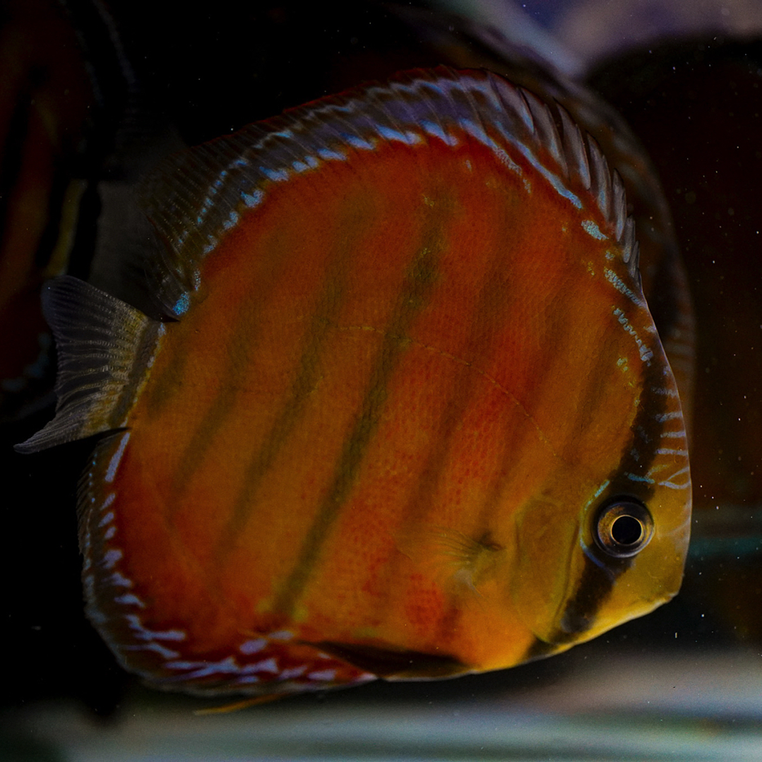 Cuipeua Red Solid 14