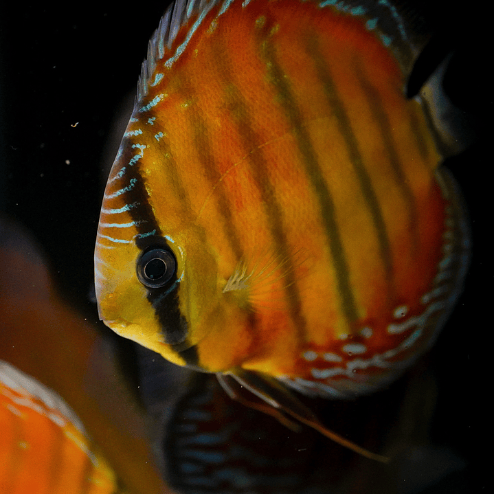 Cuipeua Red Solid 18