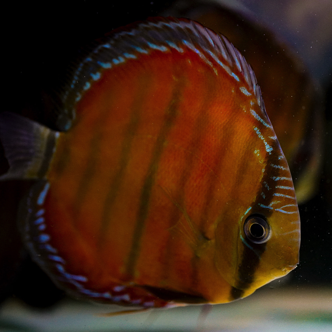 Cuipeua Red Solid 19