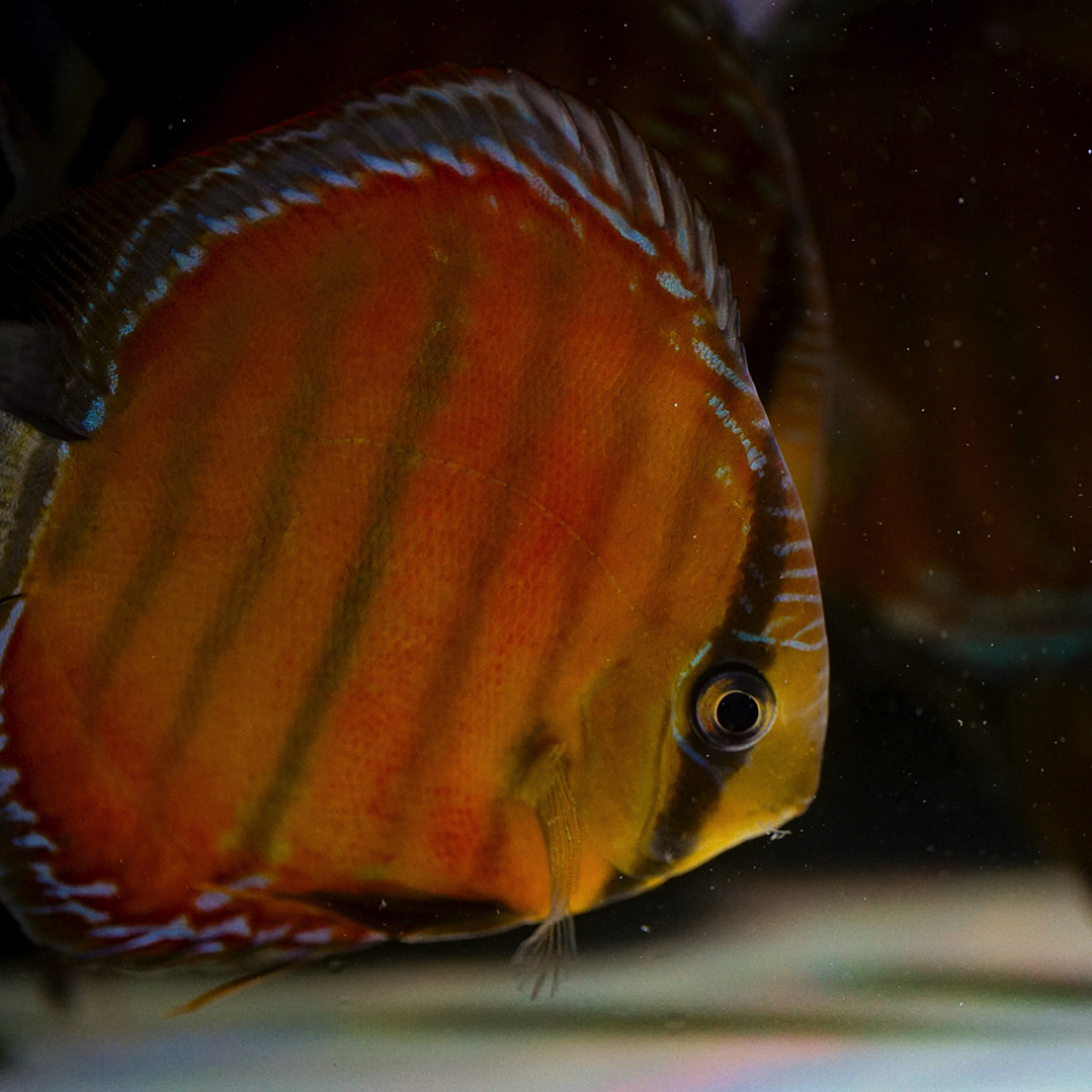 Cuipeua Red Solid 20