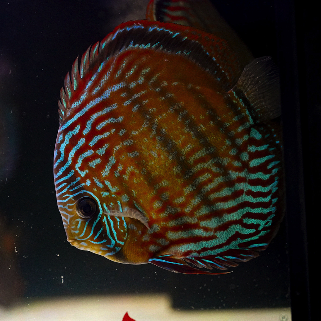 Cuipeua Semi Royal 1