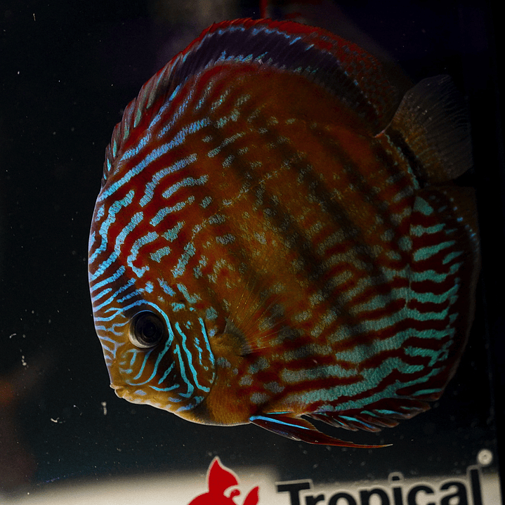 Cuipeua Semi Royal 3