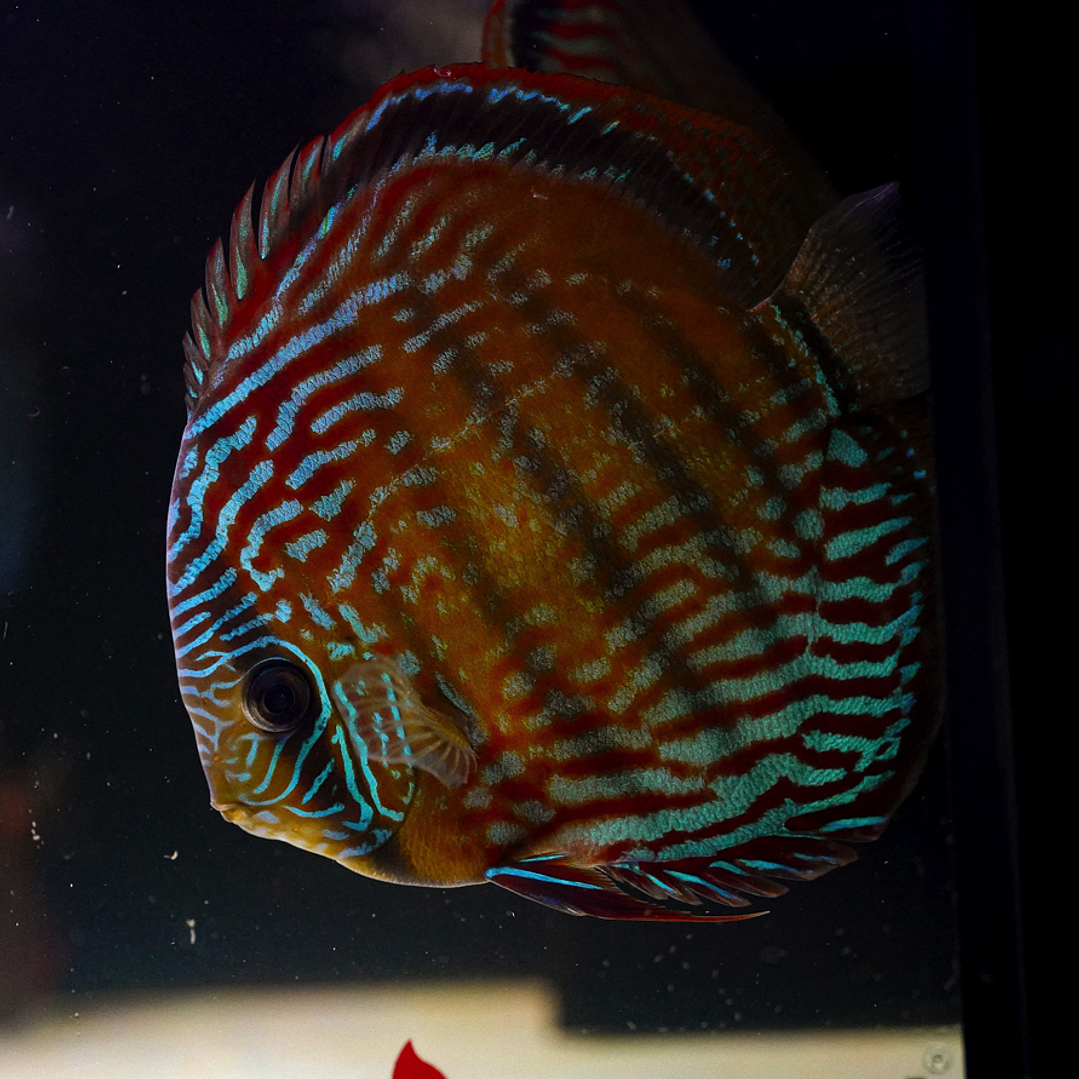 Cuipeua Semi Royal 4