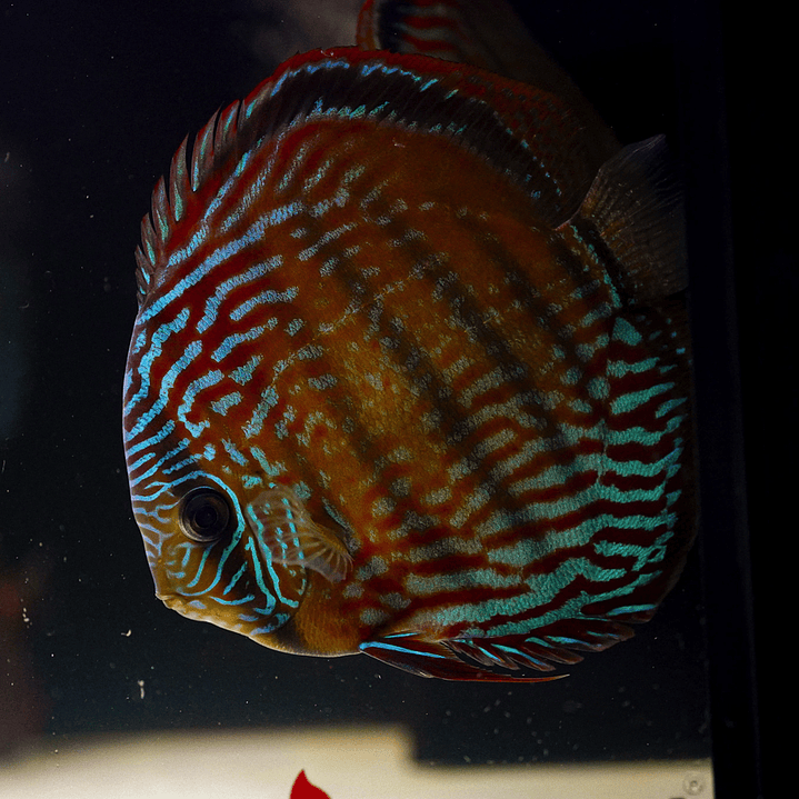 Cuipeua Semi Royal 4