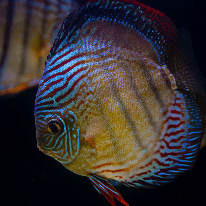 Semi Royal Inanú  4