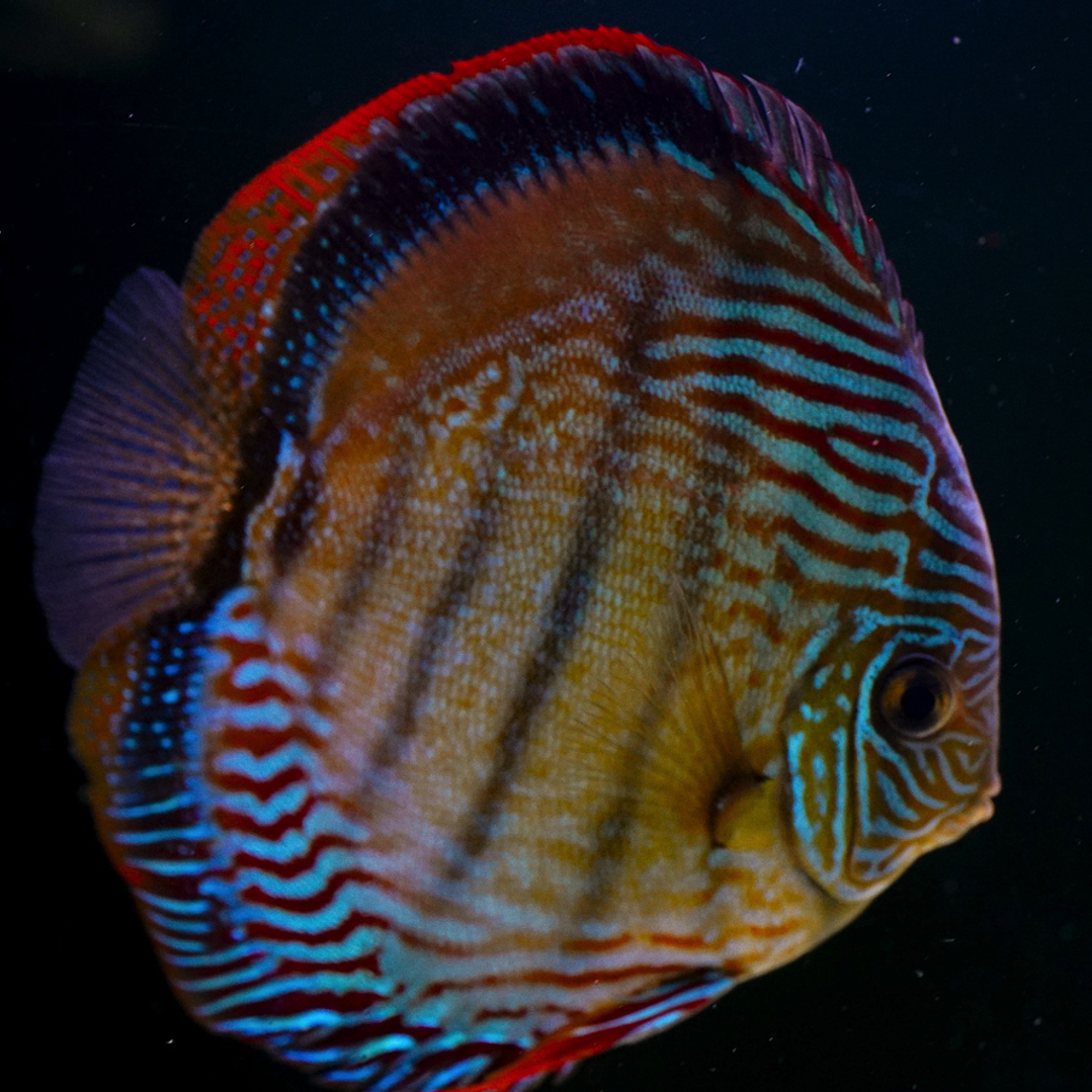 Semi Royal Inanú  5