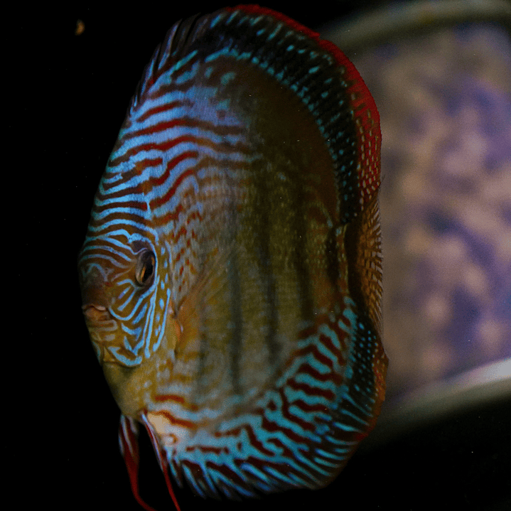 Semi Royal Inanú  6