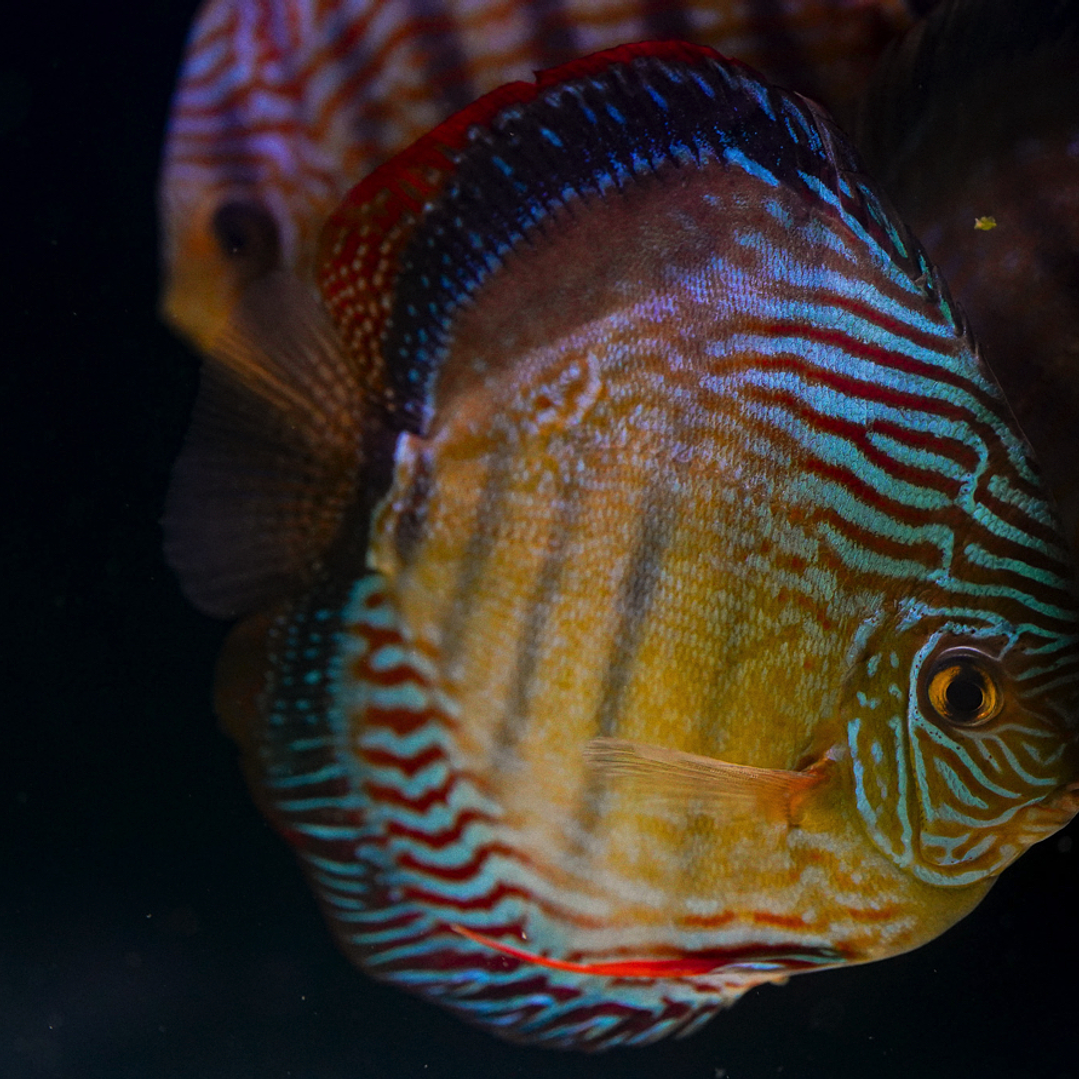 Semi Royal Inanú  7