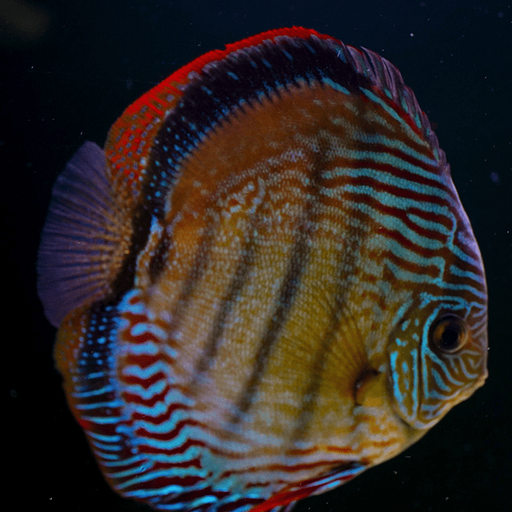 Semi Royal Inanú  9