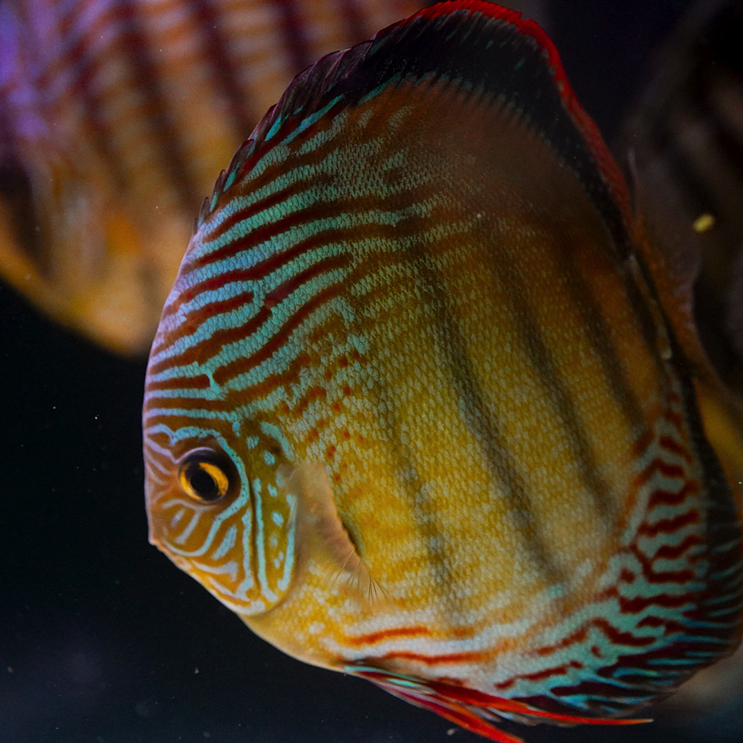 Semi Royal Inanú  10