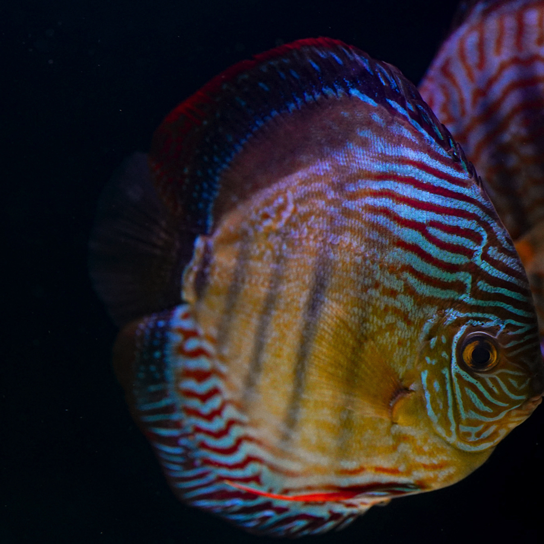 Semi Royal Inanú  11