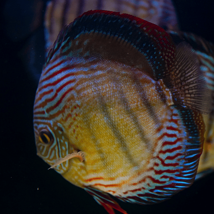 Semi Royal Inanú  12