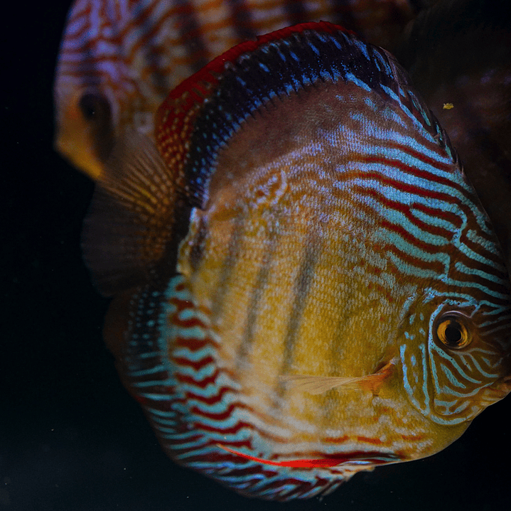 Semi Royal Inanú  13