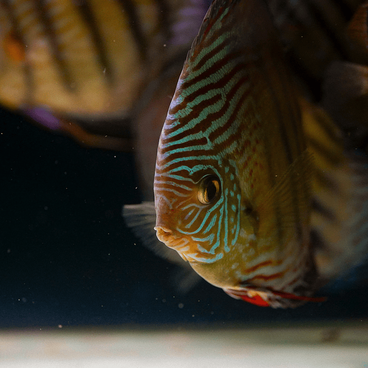 Semi Royal Inanú  14