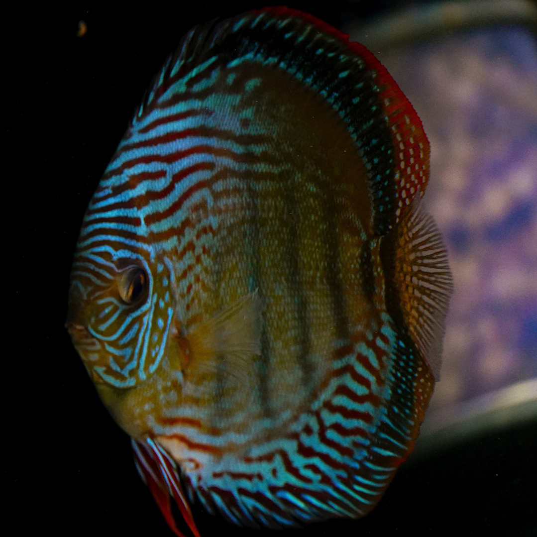 Semi Royal Inanú  15