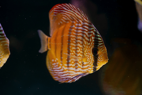 Barra Mansa Semi Royal