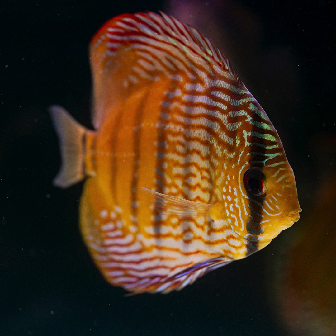 Barra Mansa Semi Royal 1