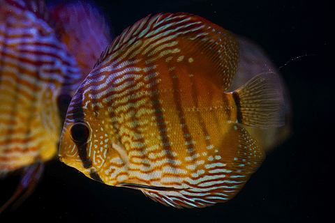 Barra Mansa Semi Royal