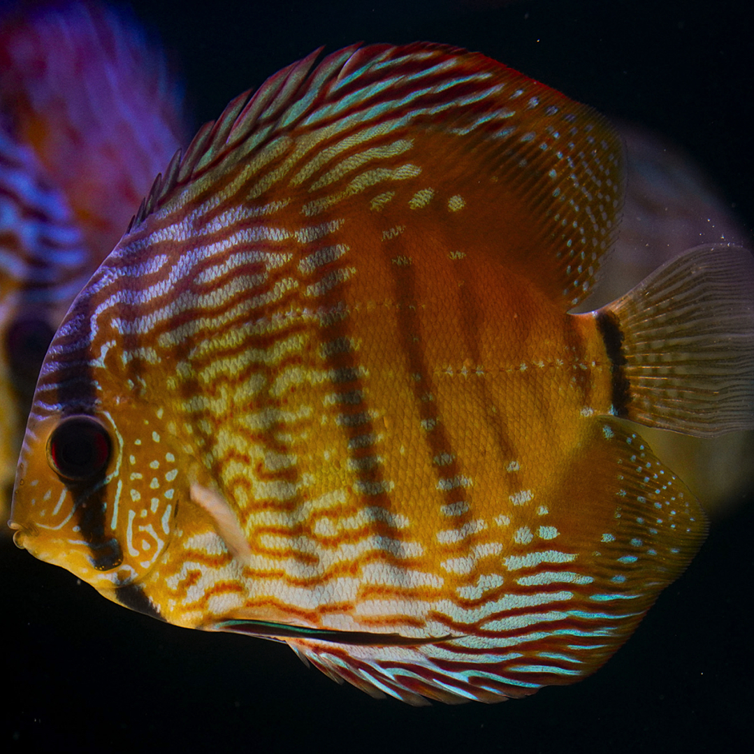 Barra Mansa Semi Royal 2