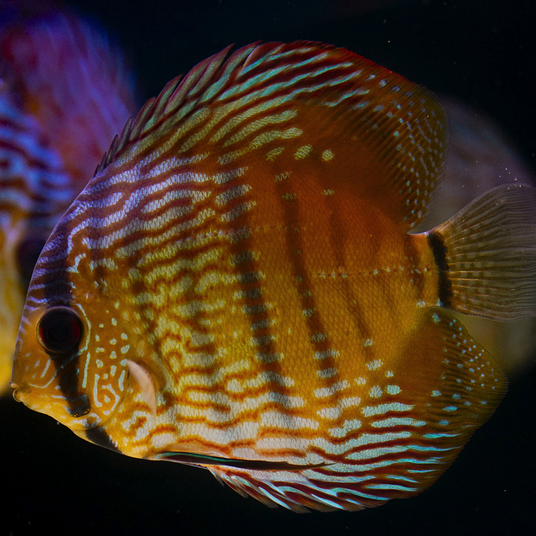 Barra Mansa Semi Royal 4