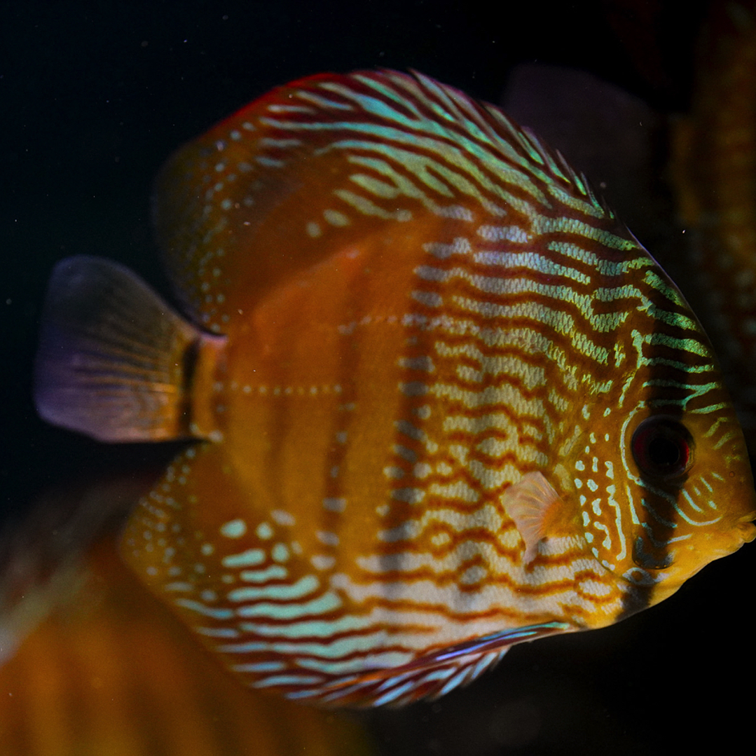 Barra Mansa Semi Royal 5