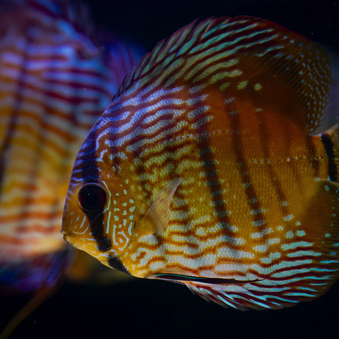 Barra Mansa Semi Royal 6