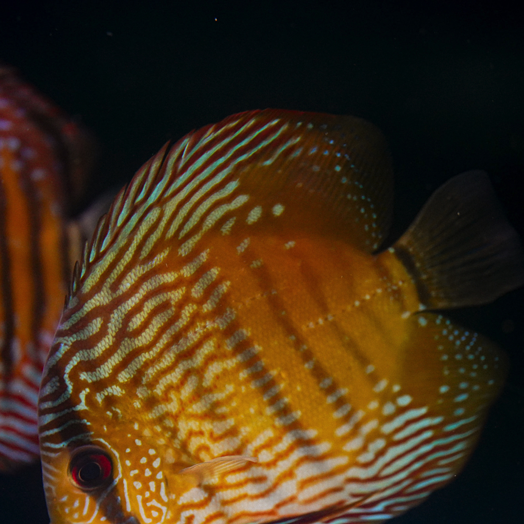 Barra Mansa Semi Royal 8