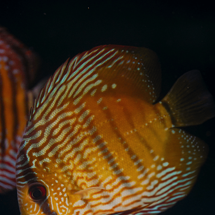 Barra Mansa Semi Royal 8