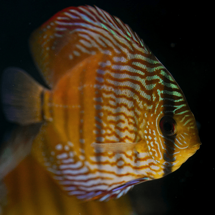 Barra Mansa Semi Royal 10