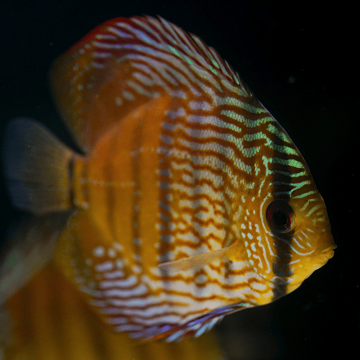 Barra Mansa Semi Royal 12