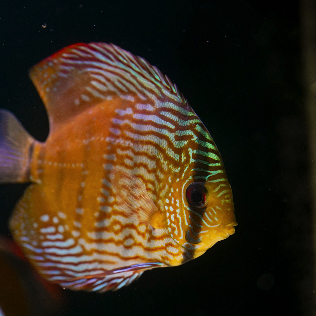 Barra Mansa Semi Royal 13