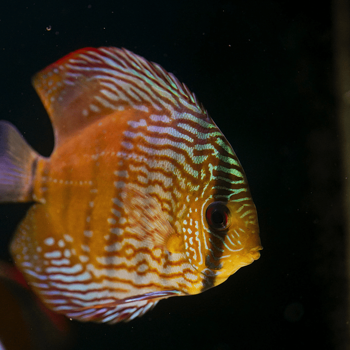 Barra Mansa Semi Royal 13