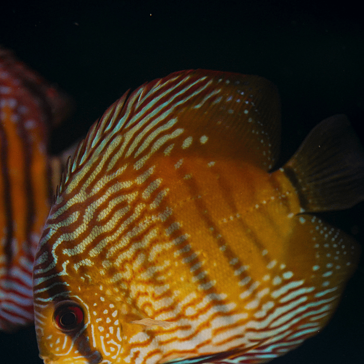 Barra Mansa Semi Royal 14