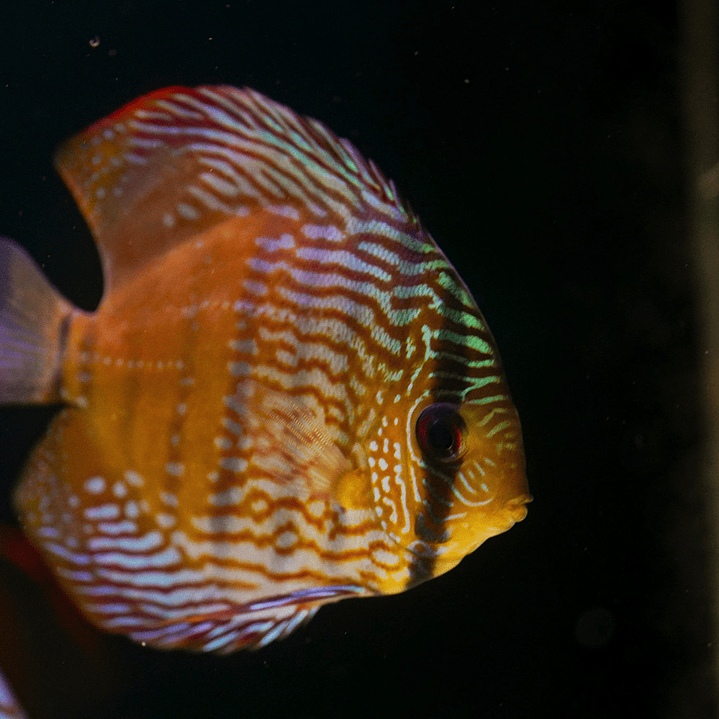 Barra Mansa Semi Royal 15