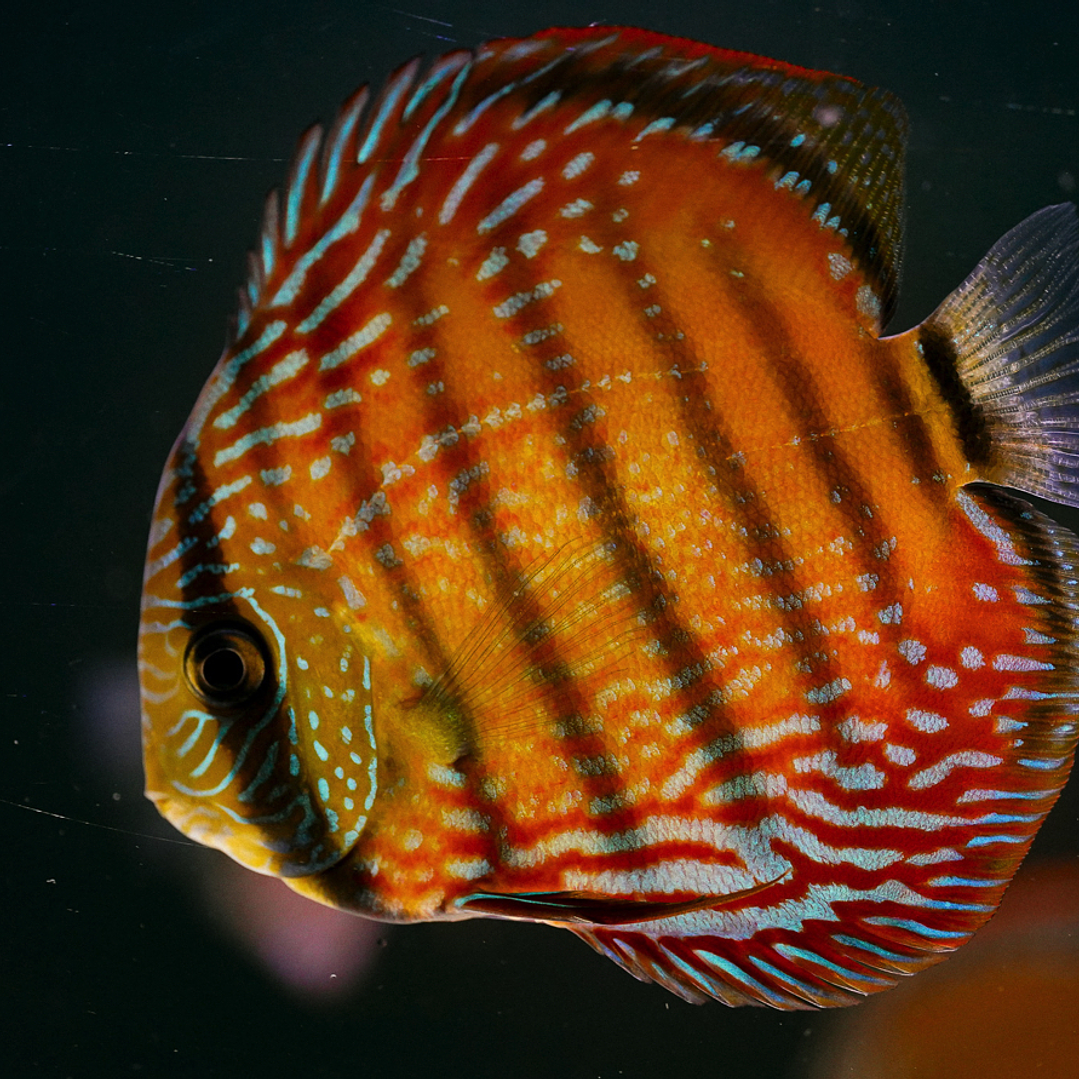 Barra Mansa Semi Royal 2