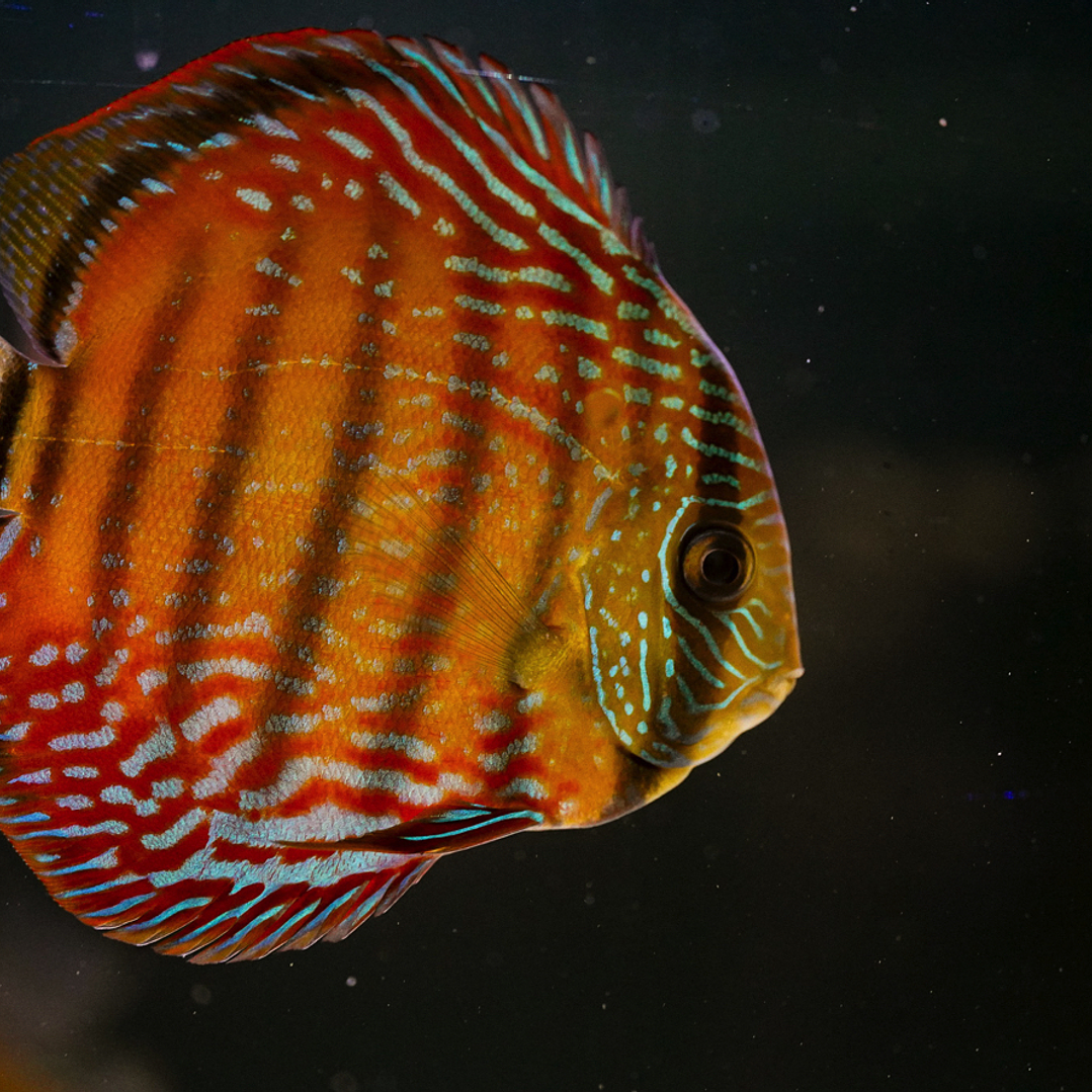 Barra Mansa Semi Royal 3