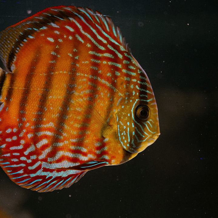 Barra Mansa Semi Royal 3