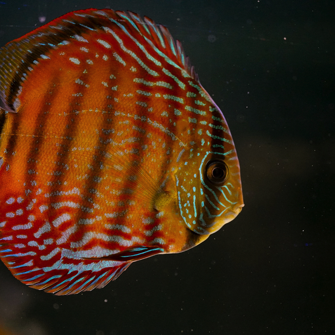 Barra Mansa Semi Royal 5