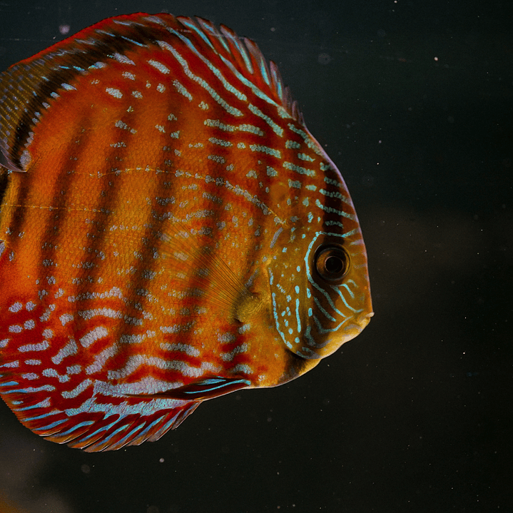 Barra Mansa Semi Royal 5